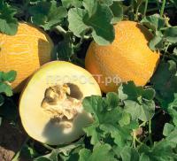 Поиск Фермерская Дыня Колхозница 749/753 (банка-0,5кг, инкруст. семена) 