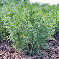 Укроп Аллигатор 20г