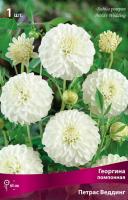 Георгина помпонная Петрас Веддинг (I) 1 шт 