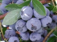 Голубика Нельсон