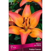 Лилия ЛА-Гибрид Ройал Сансет (14/16) 2 шт 