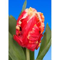 Тюльпан Попугайный Ди Джей Пэррот (7шт, 11/12) 