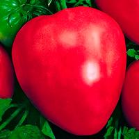 Сем Алт ч/б Томат Воловье сердце Розовое 0,05г 