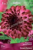 Георгина декоративная Капроз Пиззазз (I) 1 шт