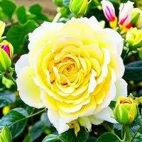 Роза флорибунда Ваза Лемон