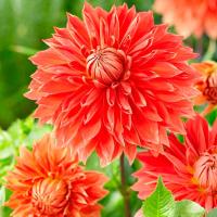 Георгина декоративная Паркленд Гори (I) 1 шт 835315