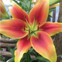 Лилия ОТ-Гибрид Софи (14/16) 2 шт 