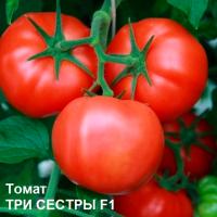 Гавриш Фермерская Томат Три сестры F1 100 шт 
