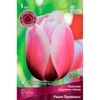 Тюльпан Дарвинов гибрид Рашн Принцесс (11/12) 10 шт