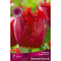 Тюльпан Бахромчатый Валерий Гергиев (кроваво-красный, 5шт, 12+) 761858