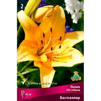 Лилия ЛА-Гибрид Бестселлер (14/16) 2 шт