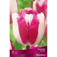 Тюльпан Триумф Хотпэнтс 10шт