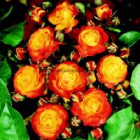 Саженцы Роза плетистая Клайминг Румба