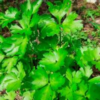 Петрушка Итальянский гигант 500г