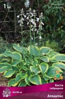Хоста гибридная Атлантис (I) 1 шт 