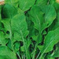 Гавриш Фермерская Индау (двурядник, рукола) Сакраменто 25г