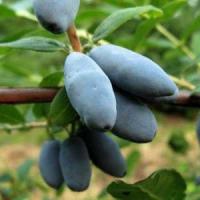 Жимолость съедобная Избранница