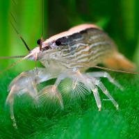 Креветка фильтратор S