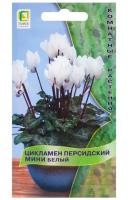 Цикламен персидский мини Белый 2шт