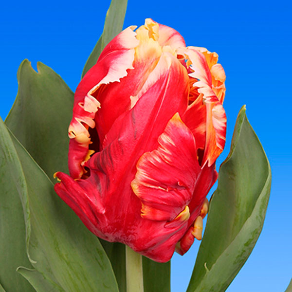 Тюльпан Попугайный Ди Джей Пэррот (7шт, 11/12) 