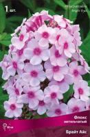 Флокс метельчатый Бриллиант Айз (I) 1 шт
