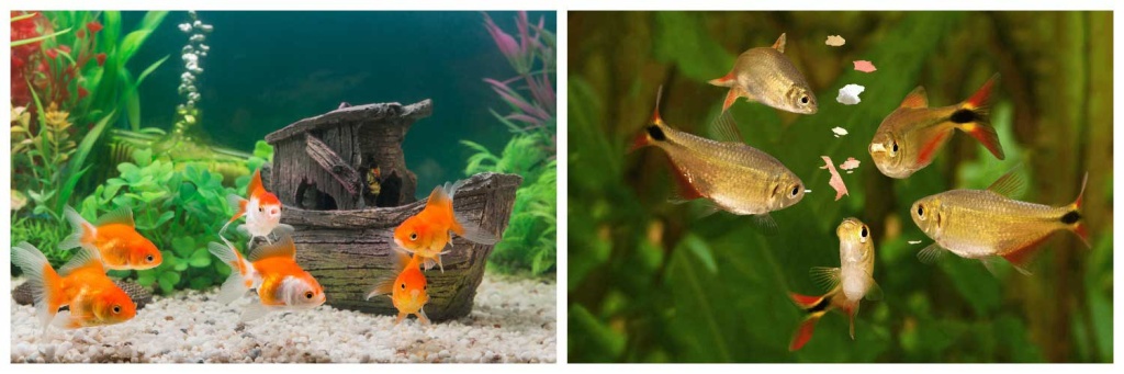 корм-для-рыб.jpg корм-для-рыб.jpg