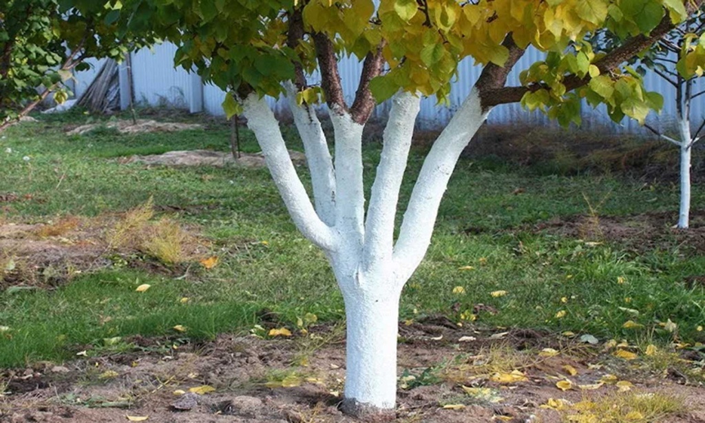 побелка.jpg побелка.jpg