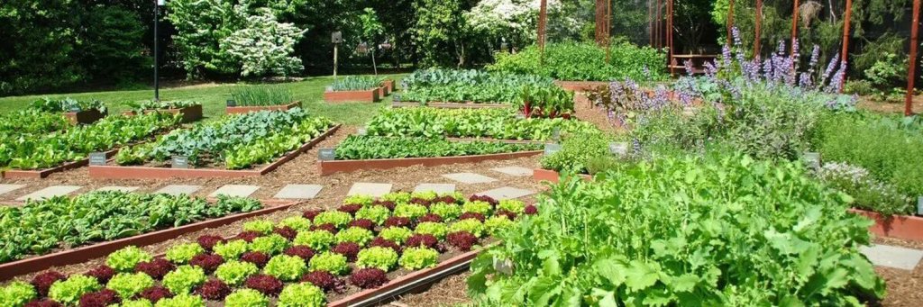 огород.png огород.png