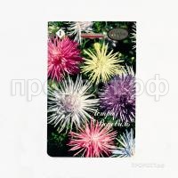 Астра смесь Водевиль низкорослая 201 Каприс Астра смесь Водевиль низкорослая 201 Каприс