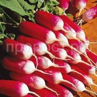 Редис Французский завтрак