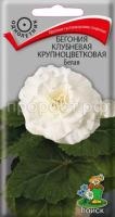 Бегония клубневая крупноцветковая Белая