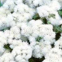 Без названия (8)