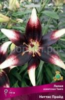 Лилия азиатская Танго Неттис Прайд