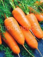Морковь Шантанэ Морковь Шантанэ
