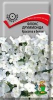 Флокс друммонда Красотка в белом Флокс друммонда Красотка в белом