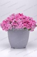 Без названия