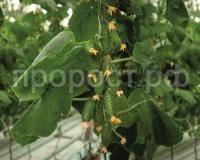 smart_3_kust_0 smart_3_kust_0