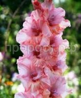 Без названия Без названия