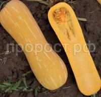 Тыква мускатная Арабатская