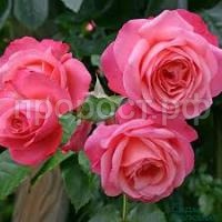 Без названия