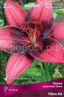 Лилия азиатская Танго Пёпл Ай Лилия азиатская Танго Пёпл Ай