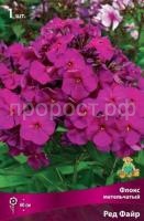 Флокс метельчатый Ред Файр Флокс метельчатый Ред Файр