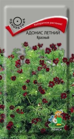 Адонис летний Красный 0,3г  Адонис летний Красный 0,3г