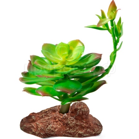Растение Эониум Laguna 100*100*160мм/84044005 Растение Эониум Laguna 100*100*160мм/84044005