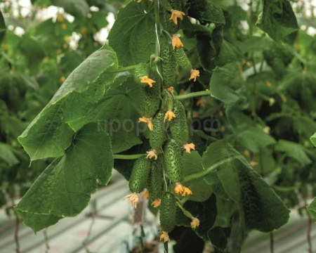 Фермерская Огурец Смарт F1 20 шт Гавриш