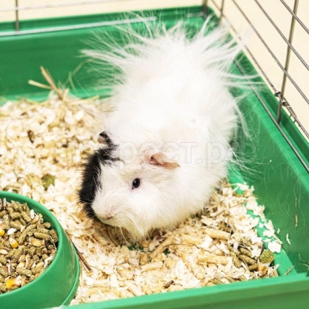 Морская свинка