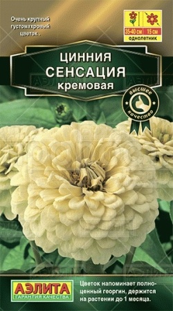 Аэлита Цинния Сенсация кремовая 12шт