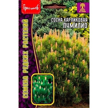 Сосна карликовая Пумилио 10 шт