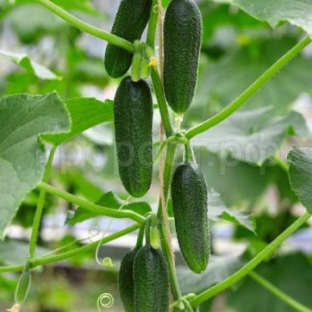 Огурец Бьерн F1 500 шт