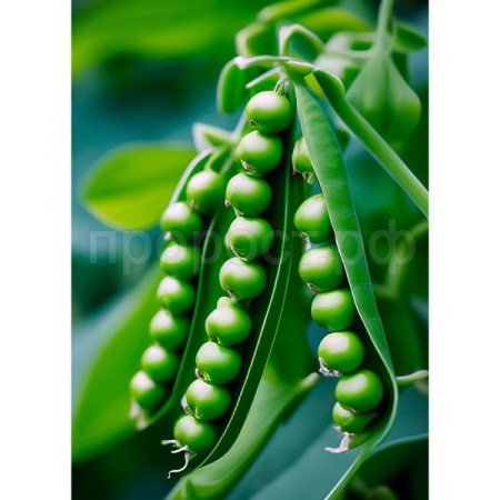 Гавриш Фермерская Горох Медовый стручок 500 г